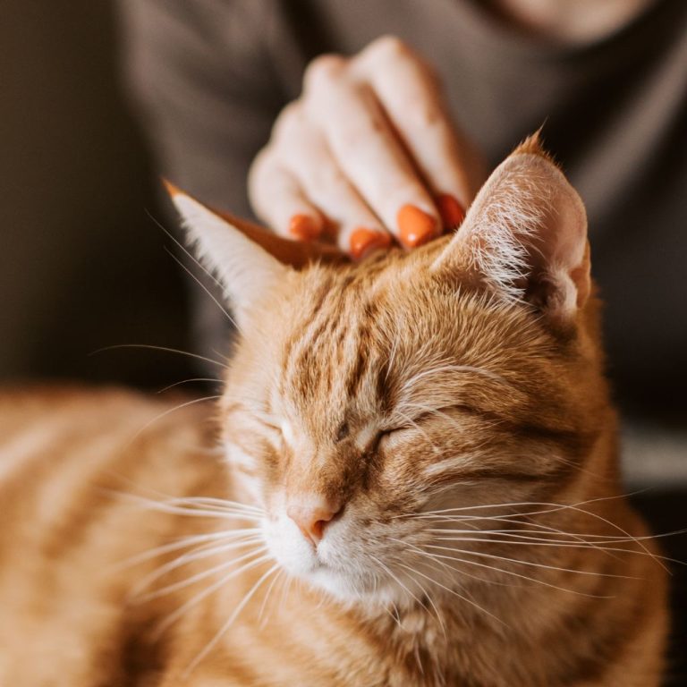 When To Euthanize A Cat With FIV Compassionate Guide When To Put Down