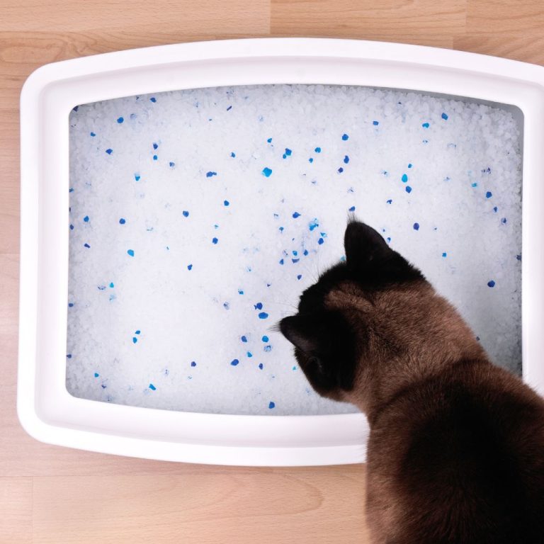 Unveiling The Origin When Was Cat Litter Invented?