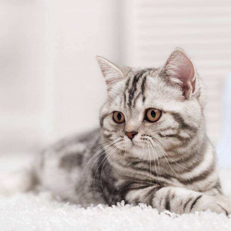 Understanding Why Your Cat Can't Pee Causes & Help Why Cant My Cat Pee