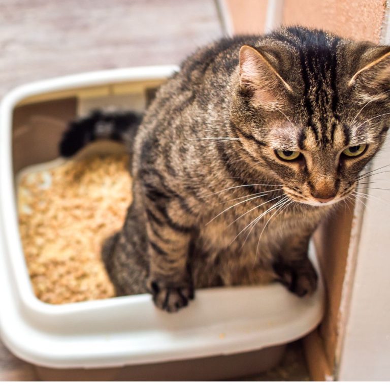 Understanding Why Your Cat Can't Pee Causes & Help Why Cant My Cat Pee