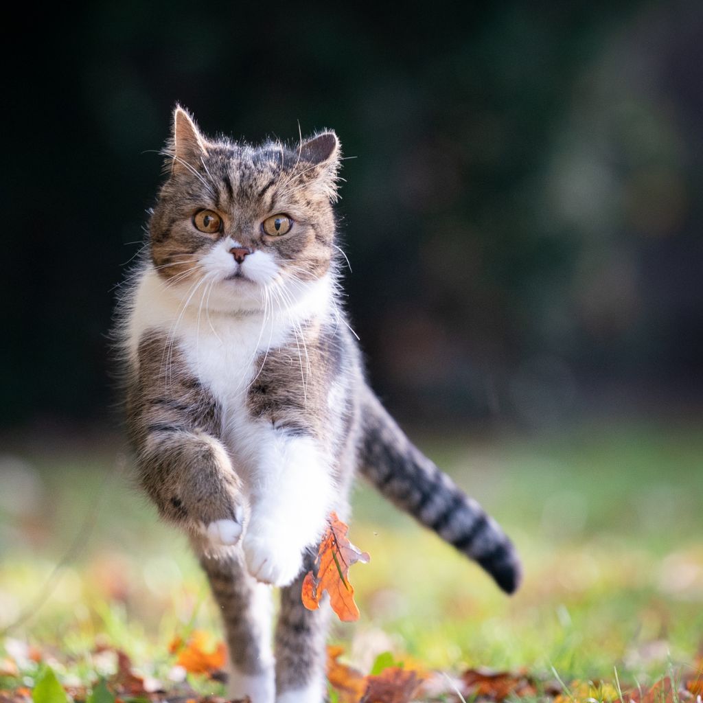 Understanding Why Cat Tails Fall Off Explained Why Do Cat Tails Fall Off