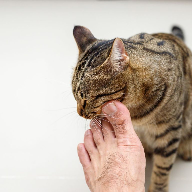 Why Does My Cat Bite My Feet? Decoding Feline Behavior