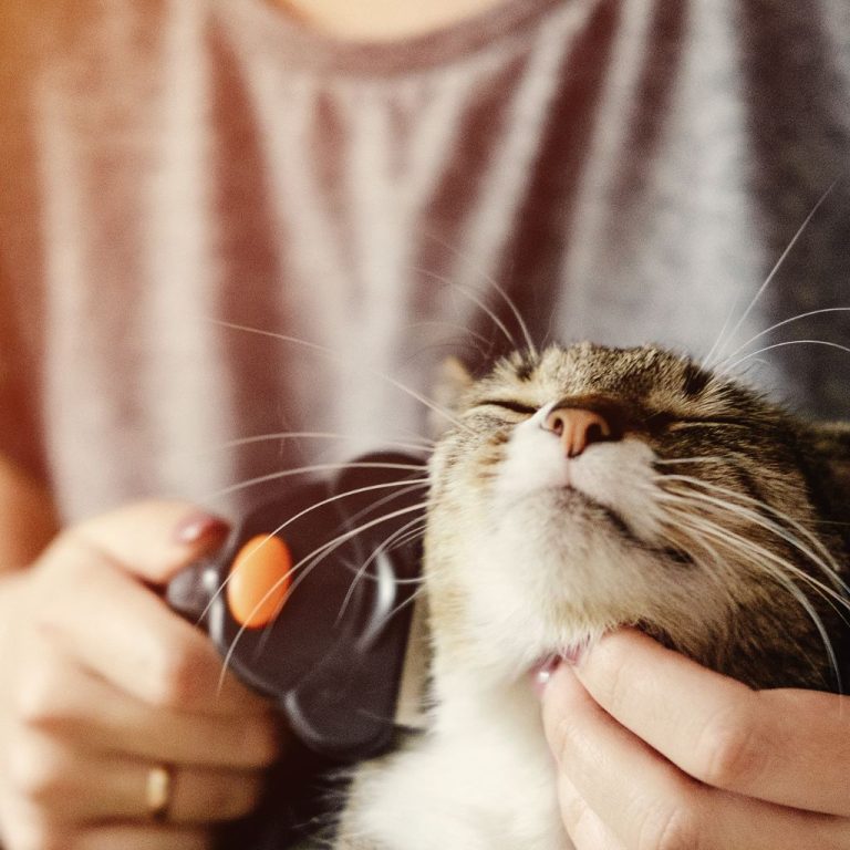 Why Does My Cat Stink? Uncover The Causes