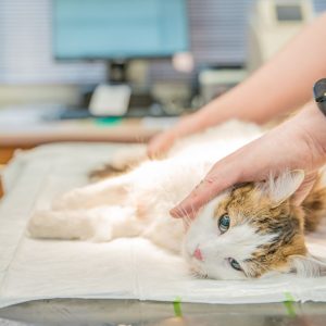 Cat Bleeding From Bottom: Causes & Solutions Why Is My Cat Bleeding