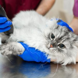 Cat Bleeding From Bottom: Causes & Solutions Why Is My Cat Bleeding