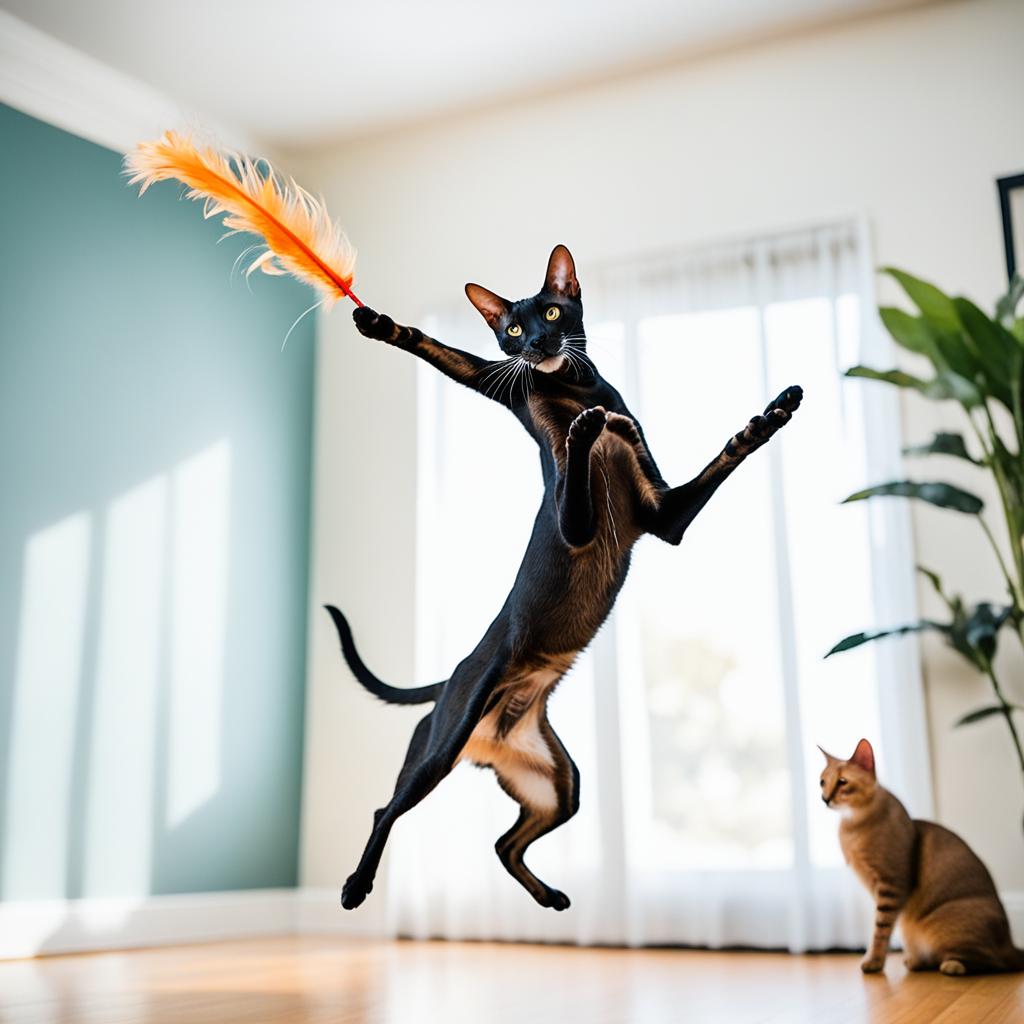 keeping oriental shorthair cats active